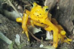Atelopus zeteki