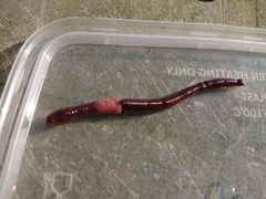 Lumbricus rubellus