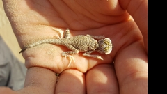 Phrynocephalus arabicus