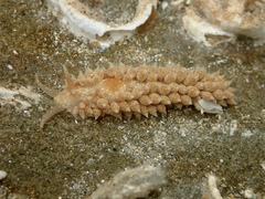 Macleay’s sea-slug