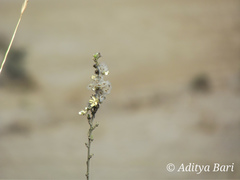 Hibiscus hirtus