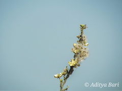 Hibiscus hirtus