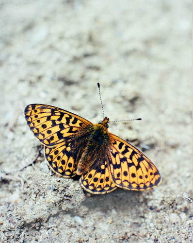 Boloria oscarus