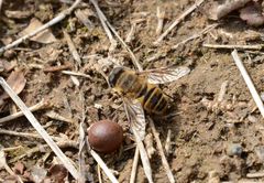 Eristalis cerealis