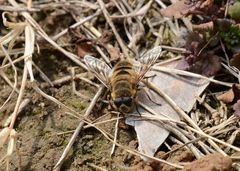 Eristalis cerealis