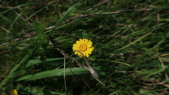 Coleostephus myconis