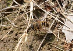 Eristalis cerealis