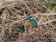 Alcedo atthis
