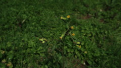 Senecio lividus
