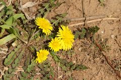 Taraxacum mongolicum