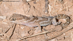 Pachydactylus mariquensis