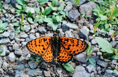 Melitaea latonigena