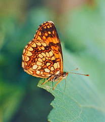 Melitaea protomedia