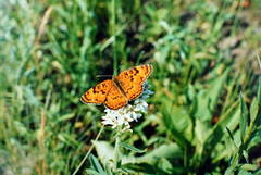Melitaea scotosia