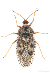 Dictyla nassata