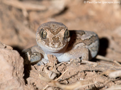 Pachydactylus mariquensis