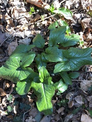 Arum maculatum