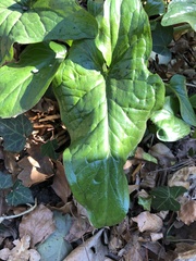 Arum maculatum
