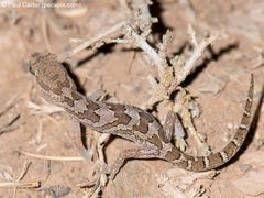 Pachydactylus mariquensis