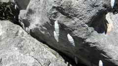 Albinaria caerulea