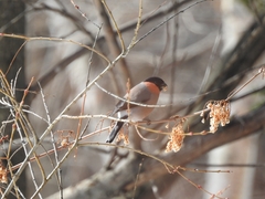 Pyrrhula pyrrhula griseiventris