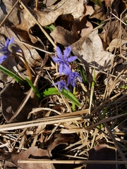 Scilla vindobonensis