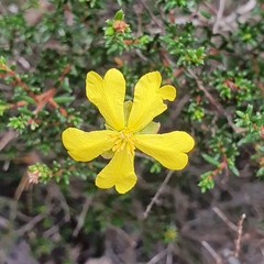 Hibbertia ericifolia