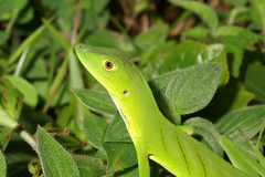 Anolis ibanezi