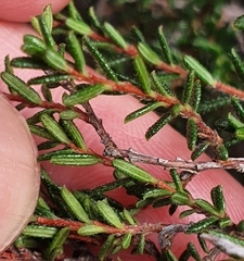 Hibbertia ericifolia