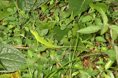 Anolis ibanezi