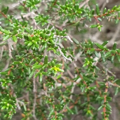 Hibbertia ericifolia