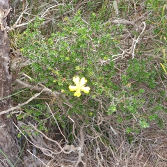 Hibbertia ericifolia