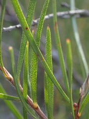 Persoonia linearis