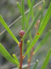 Persoonia linearis