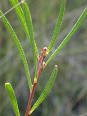 Persoonia linearis