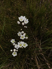 Gentianella muelleriana