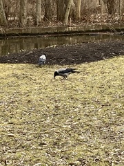 Corvus cornix
