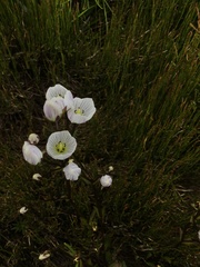 Gentianella muelleriana