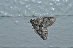 Esakiopteryx volitans