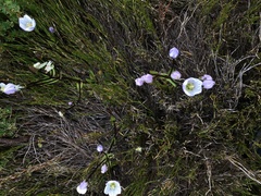 Gentianella muelleriana