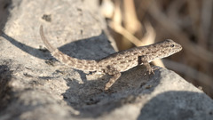 Pristurus