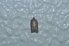 Acleris hispidana