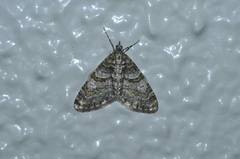 Esakiopteryx volitans
