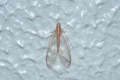 Chrysoperla nipponensis