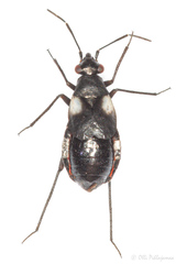 Cremnorrhinus basalis