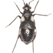 Cremnorrhinus basalis - Photo (c) Olli Pihlajamaa, algunos derechos reservados (CC BY-NC), subido por Olli Pihlajamaa