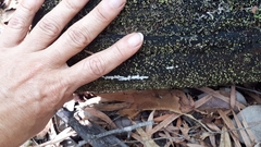 Ceratiomyxa fruticulosa fruticulosa