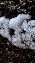 Ceratiomyxa fruticulosa fruticulosa