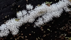 Ceratiomyxa fruticulosa fruticulosa