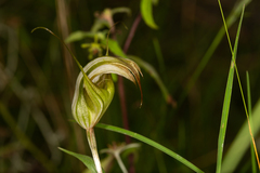 Pterostylis reflexa
